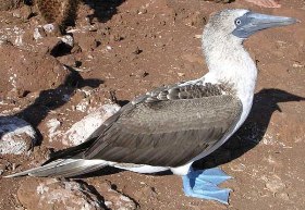 Fous à pattes bleues - Absolu Voyages